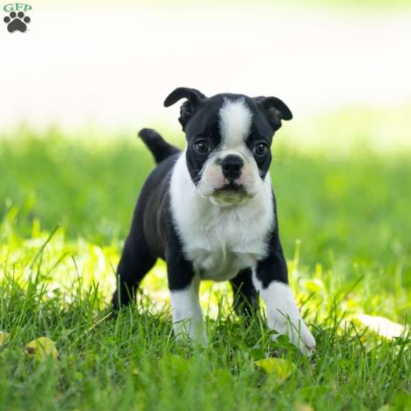 Kayla, Boston Terrier Puppy